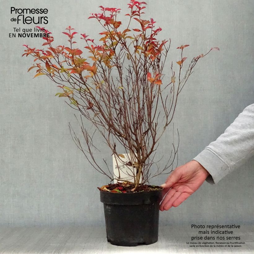 Amostra de Clethra barbinervis Vaso de 3 L/4 L tal como entregue no outono