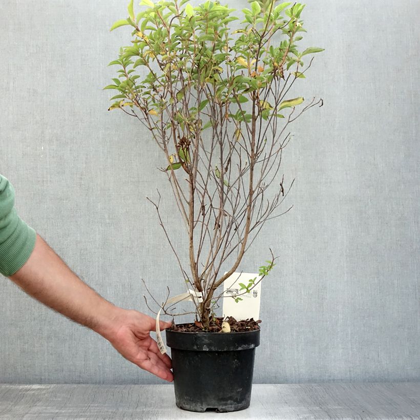 Amostra de Clethra barbinervis Vaso de 3 L/4 L tal como entregue no verão