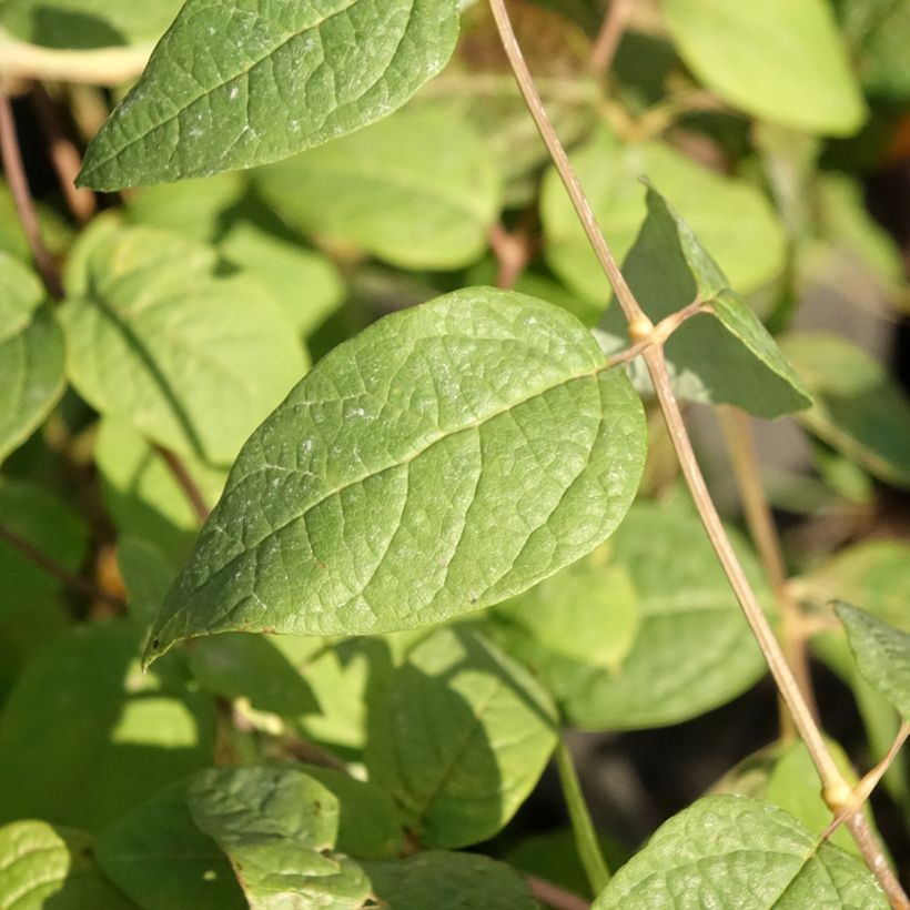 Clethra fargesii (Folhagem)