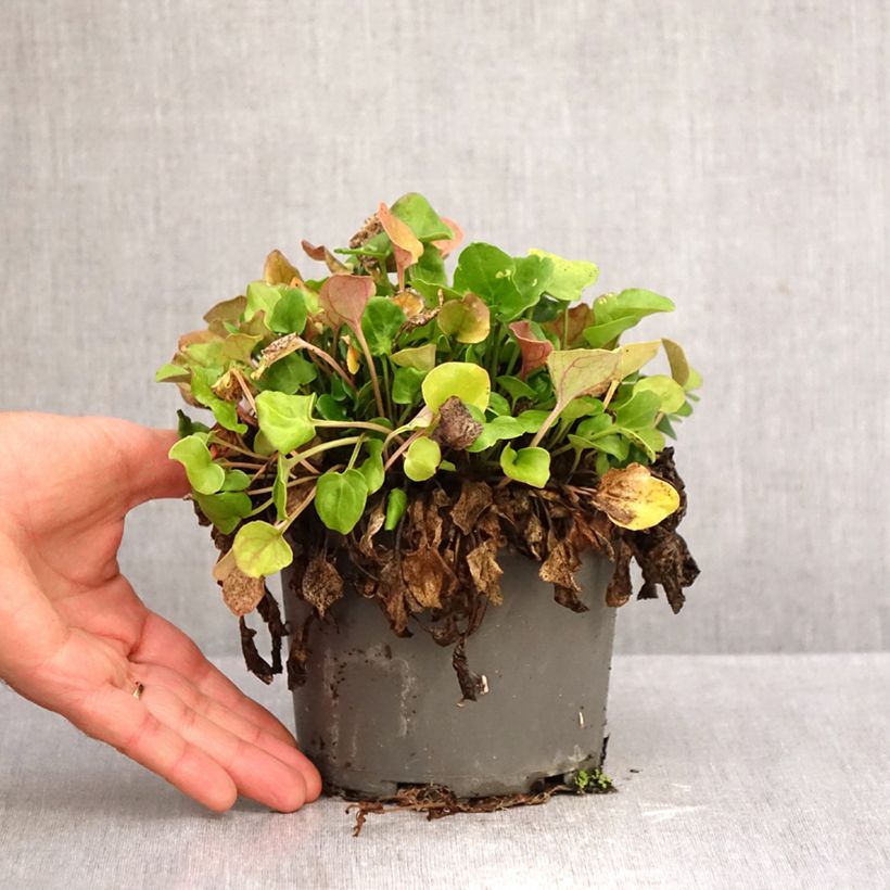 Amostra de Cocleária - Cochlearia officinalis Vaso de 1,5 L/2 L tal como entregue no outono