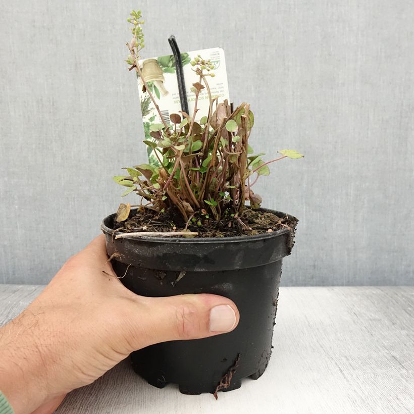 Amostra de Cocleária - Cochlearia officinalis Vaso de 1,5 L/2 L tal como entregue no verão