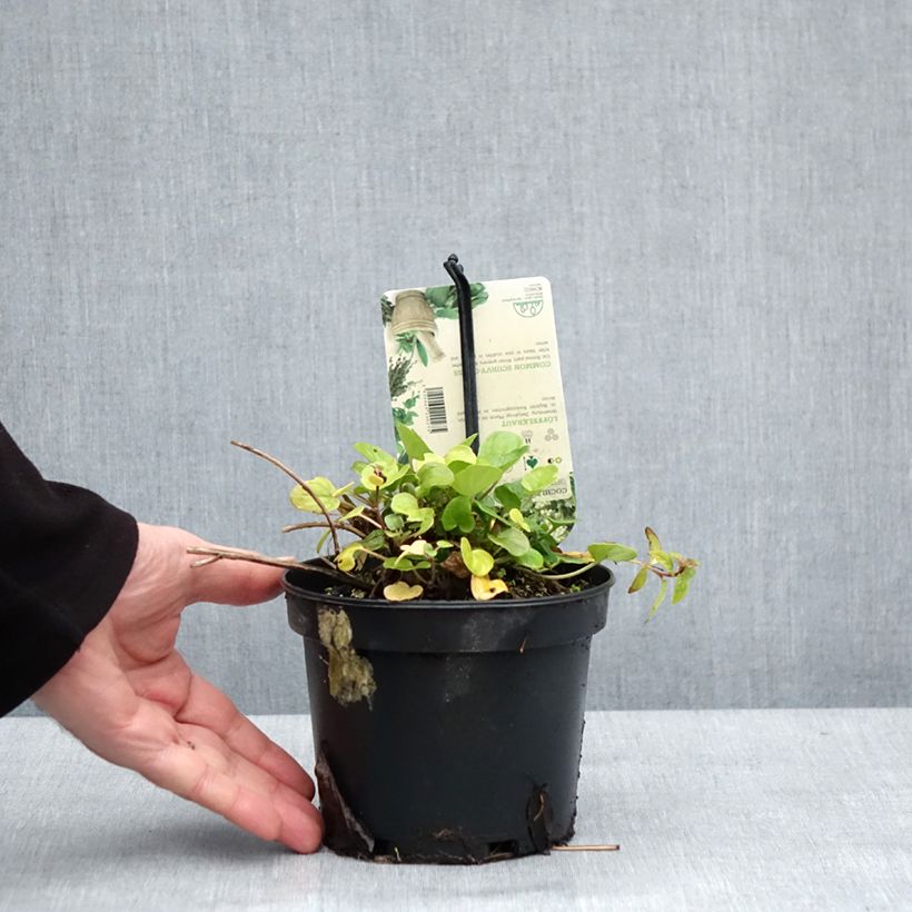 Amostra de Cochléaire officinale - Cochlearia officinalis Pot de 1,5L/2L tal como entregue no inverno