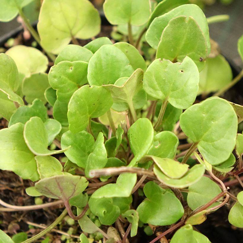 Cocleária - Cochlearia officinalis (Folhagem)
