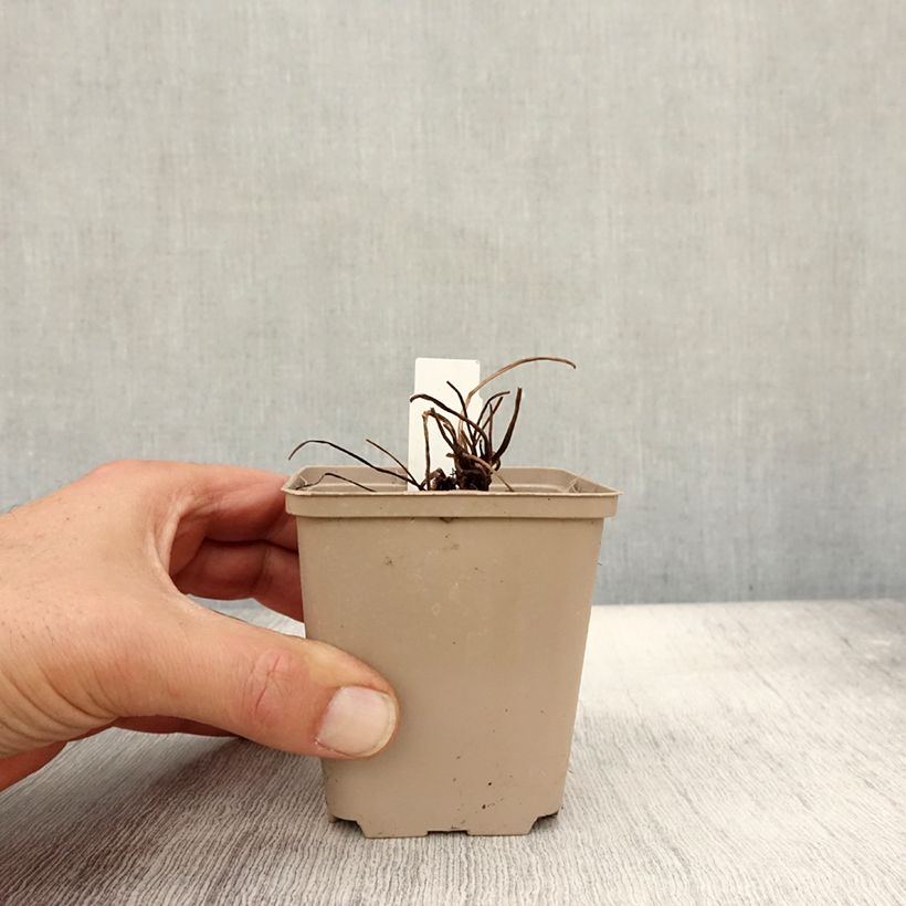 Amostra de Dicentra formosa Aurora Vaso de 8/9 cm tal como entregue no outono