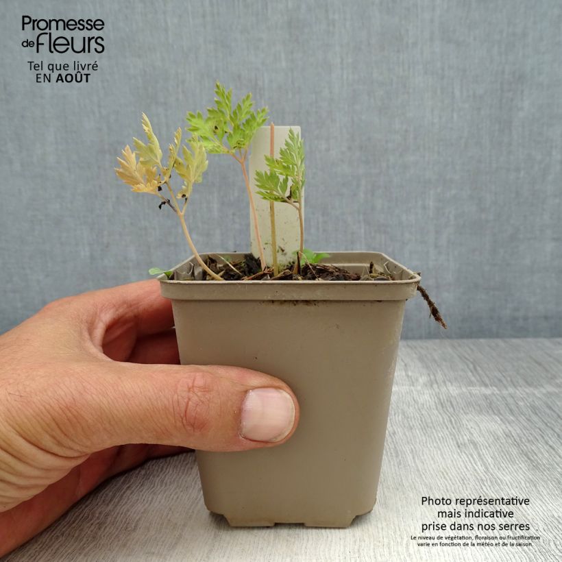 Amostra de Dicentra formosa Spring Gold Vaso de 8/9 cm tal como entregue no verão