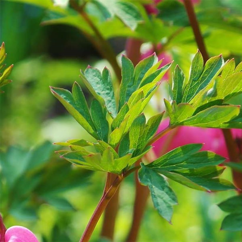 Dicentra spectabilis (Folhagem)