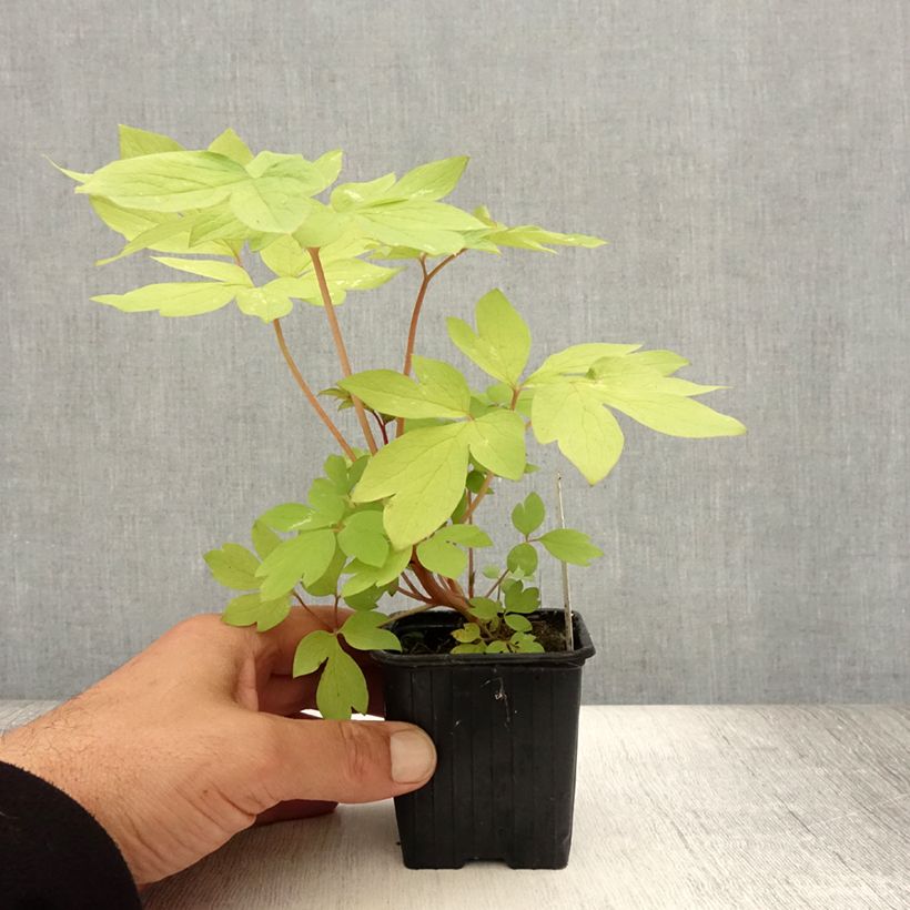 Amostra de Dicentra spectabilis Ruby Gold Vaso de 8/9 cm tal como entregue no verão