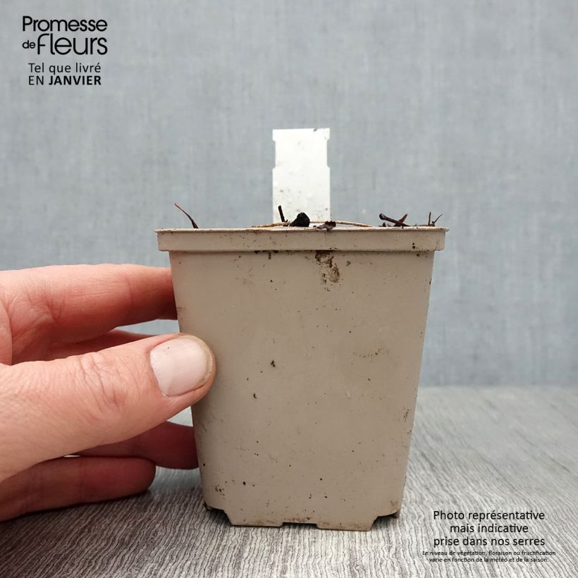 Amostra de Coeur de Marie - Dicentra spectabilis Ruby Gold  Godet de 8/9 cm tal como entregue no inverno