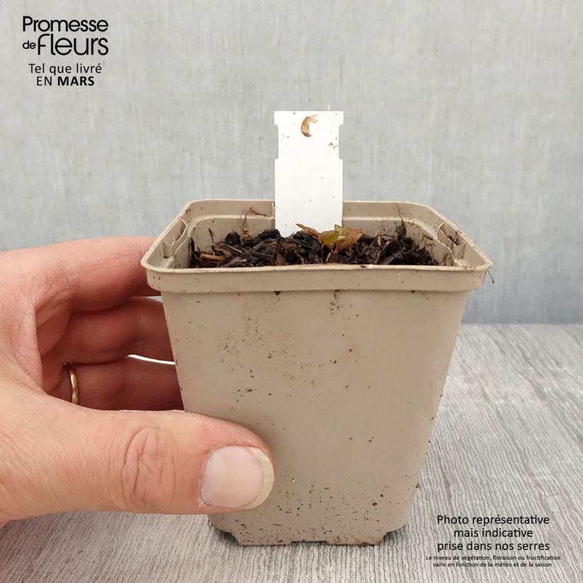 Amostra de Dicentra spectabilis Ruby Gold Vaso de 8/9 cm tal como entregue na primavera