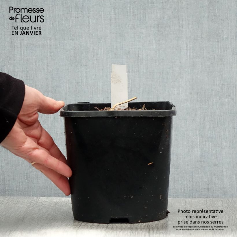 Amostra de Coeur de Marie - Dicentra spectabilis Yellow Leaf Vaso de 3 L/4 L tal como entregue no inverno