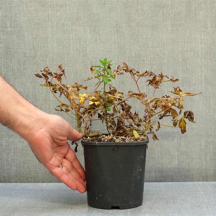 Amostra de Dicentra spectabilis Goldheart Vaso de 2 L/3 L tal como entregue no outono