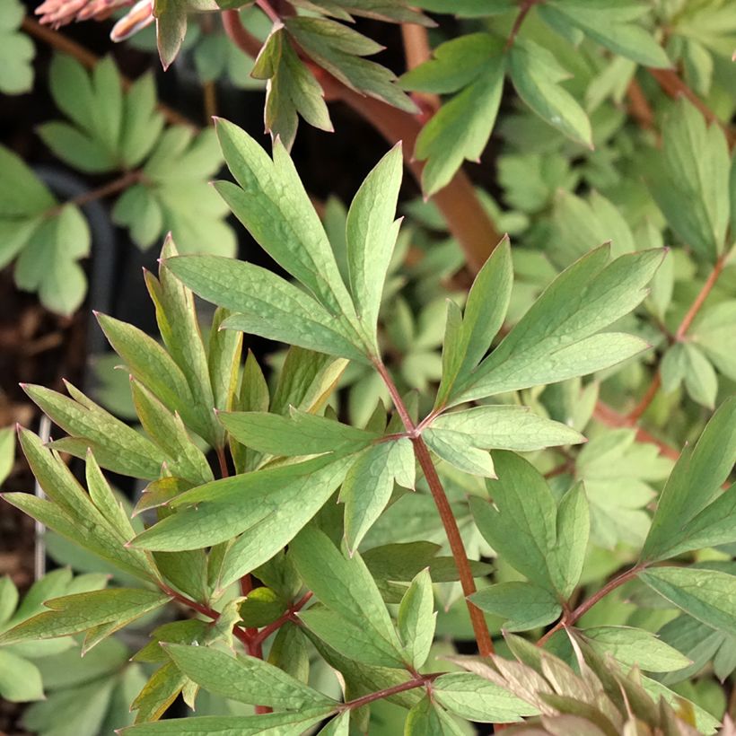 Dicentra spectabilis Valentine (Folhagem)