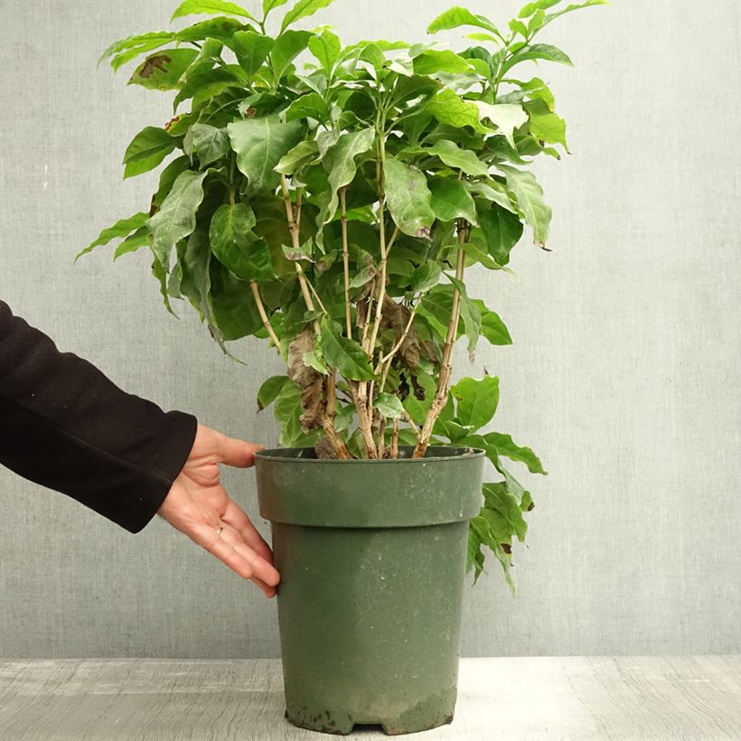 Amostra de Cafeeiro - Coffea arabica Vaso de 6 L/7 L tal como entregue no outono