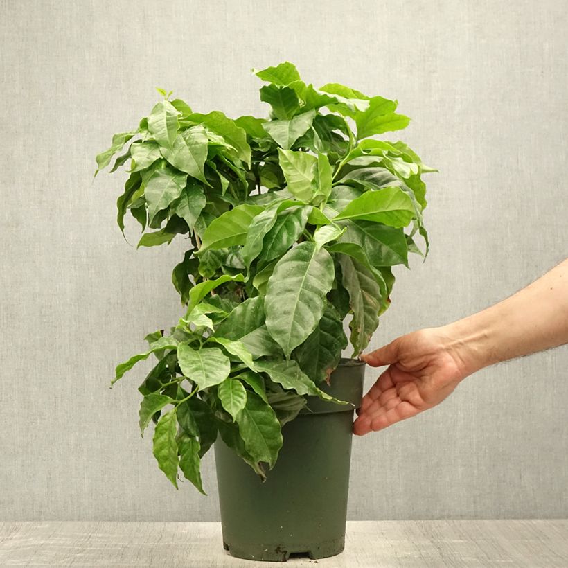 Amostra de Cafeeiro - Coffea arabica Vaso de 6 L/7 L tal como entregue no verão