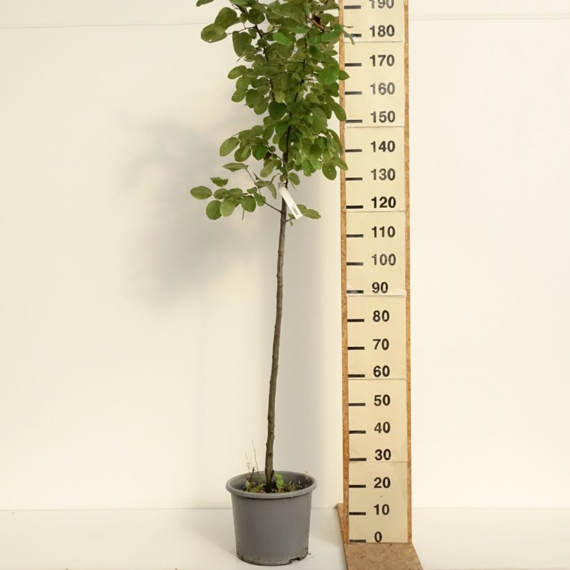 Amostra de Marmeleiro Aromatnaya - Cydonia oblonga Vaso de 12 L/15 L tal como entregue no verão