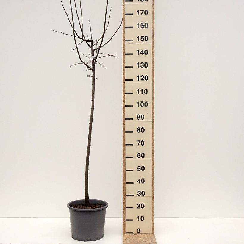 Amostra de Cognassier Aromatnaya - Cydonia oblonga Pot de 12L/15L tal como entregue no inverno