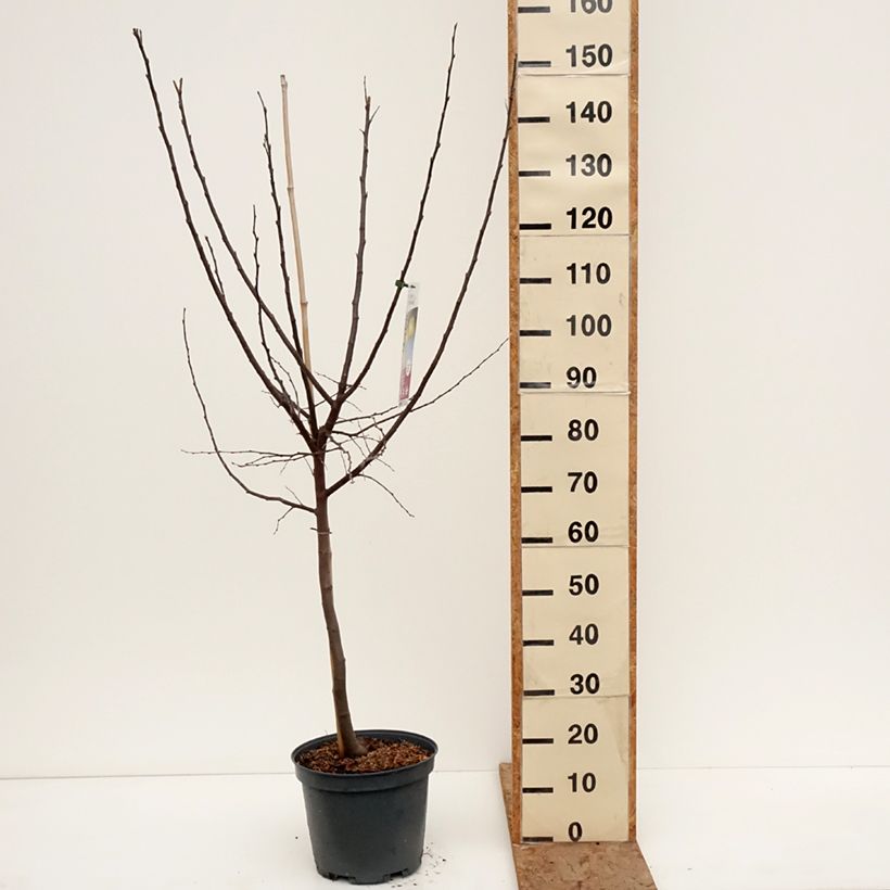 Amostra de Marmeleiro Champion - Cydonia oblonga Vaso de 7,5 L/10 L, Copo tal como entregue no inverno