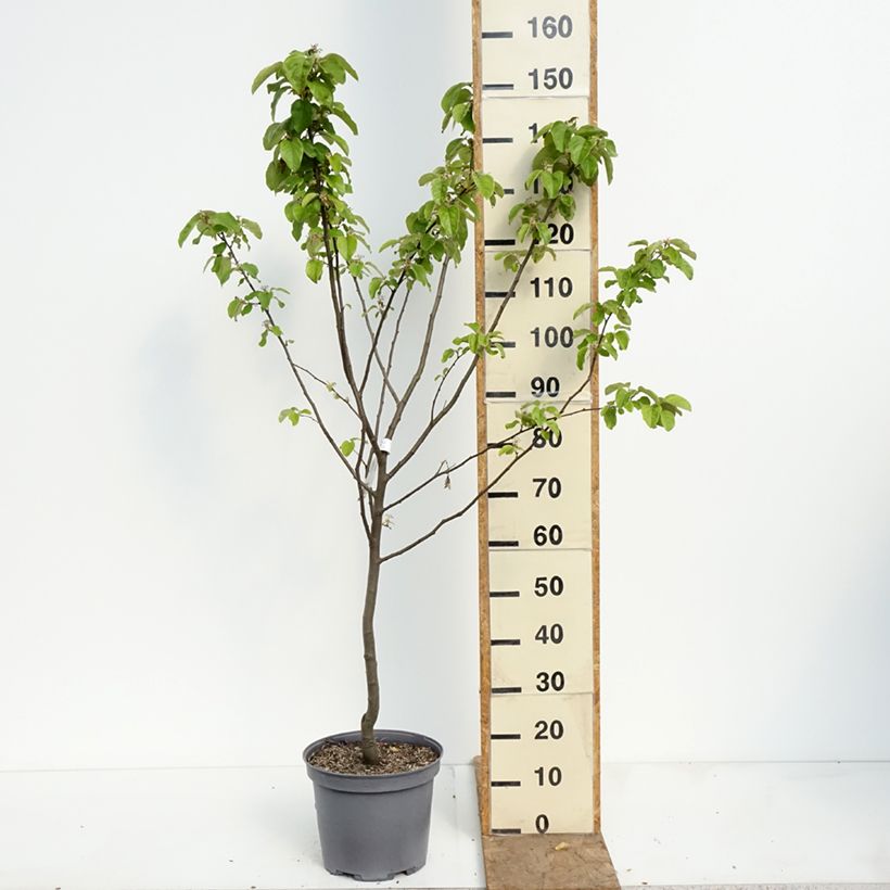 Amostra de Marmeleiro Champion - Cydonia oblonga Vaso de 7,5 L/10 L, Copo tal como entregue na primavera