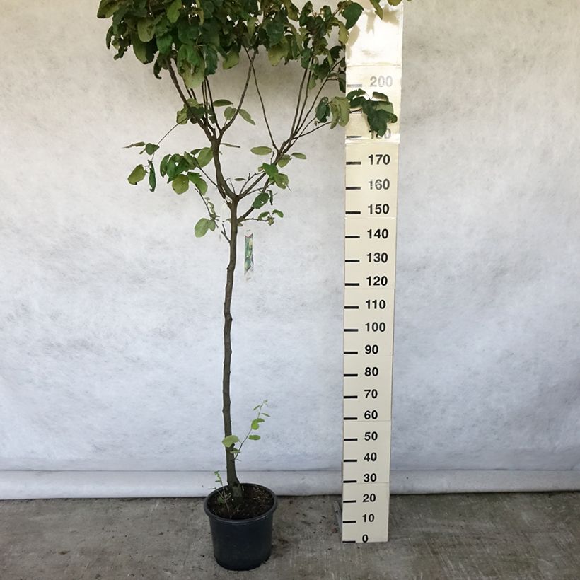 Amostra de Marmeleiro Champion - Cydonia oblonga Vaso de 12 L/15 L, Meia haste tal como entregue no verão