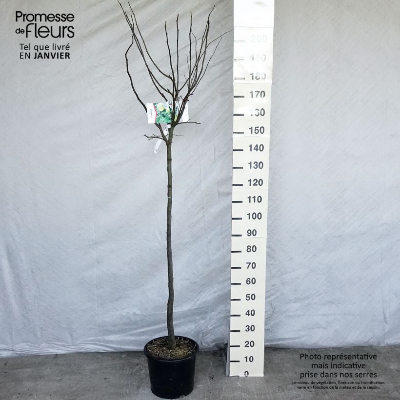 Amostra de Cognassier Champion Vaso de 12 L/15 L, Meia haste tal como entregue no inverno