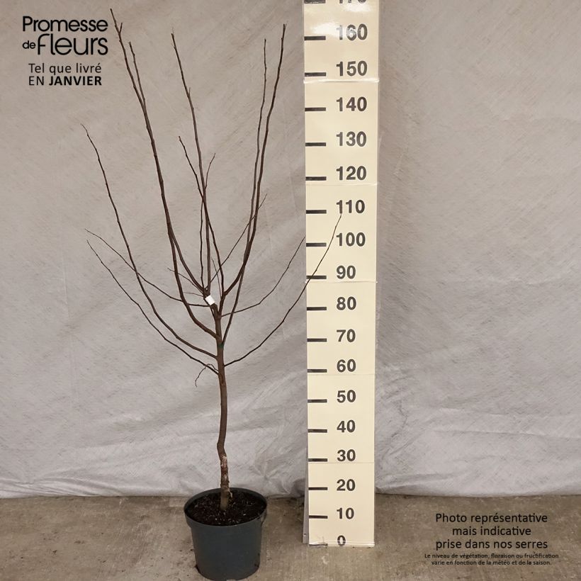 Amostra de Cognassier commun - Cydonia oblonga Leskovacz Pot de 7,5L/10L tal como entregue no inverno