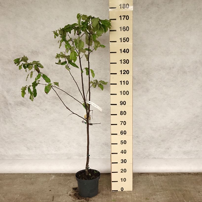 Amostra de Cydonia oblonga Vranja Vaso de 7,5 L/10 L, Meia haste tal como entregue na primavera