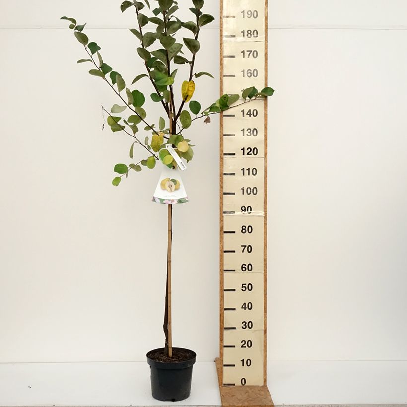 Amostra de Cydonia oblonga Vranja Vaso de 7,5 L/10 L, Meia haste tal como entregue no outono