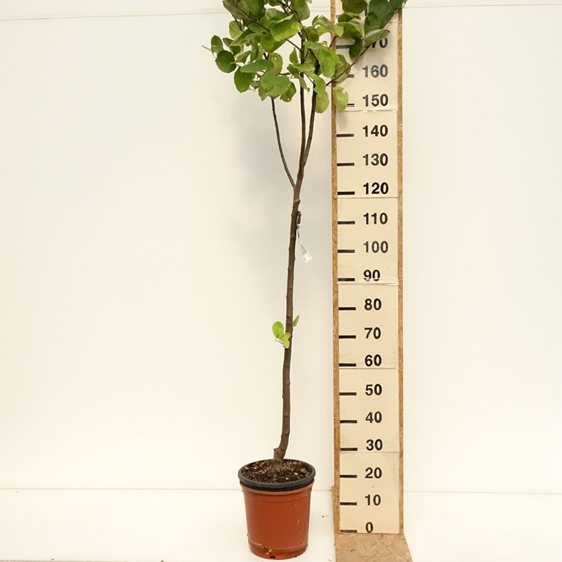 Amostra de Cydonia oblonga Vranja Vaso de 7,5 L/10 L, Meia haste tal como entregue no verão