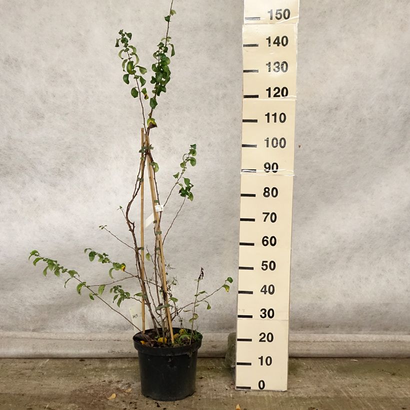 Amostra de Cognassier du Japon Cameo - Chaenomeles superba  Pot de 7,5L/10L tal como entregue no outono