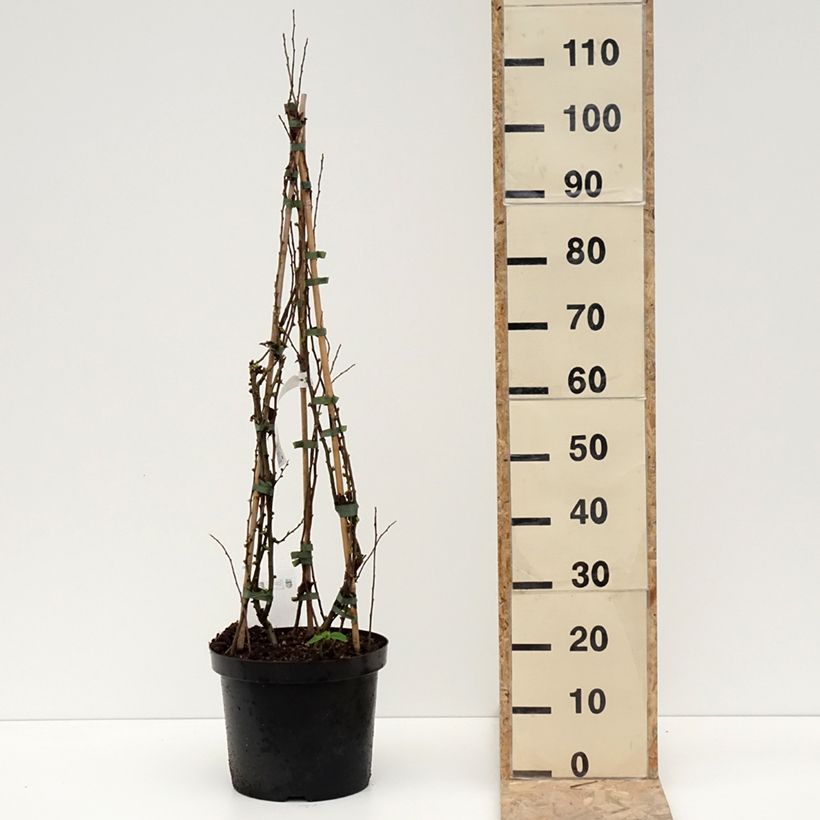 Amostra de Marmeleiro-do-Japão Cameo Vaso de 7,5 L/10 L tal como entregue no inverno