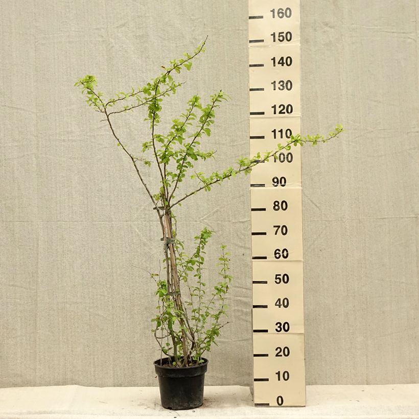 Amostra de Marmeleiro-do-Japão Cameo Vaso de 3 L/4 L tal como entregue no verão