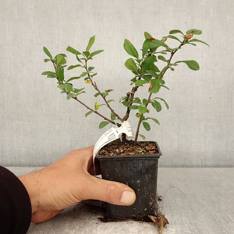 Amostra de Marmeleiro-do-Japão Double Delice Love - Chaenomeles speciosa Vaso de 8/9 cm tal como entregue na primavera