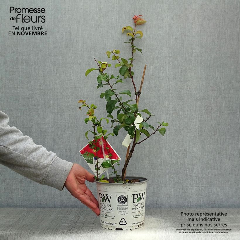 Amostra de Marmeleiro-do-Japão Scarlet Storm Vaso de 3 L/4 L tal como entregue no outono