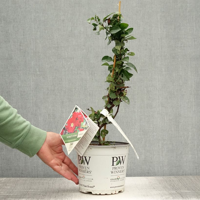 Amostra de Marmeleiro-do-Japão Scarlet Storm Vaso de 3 L/4 L tal como entregue no verão