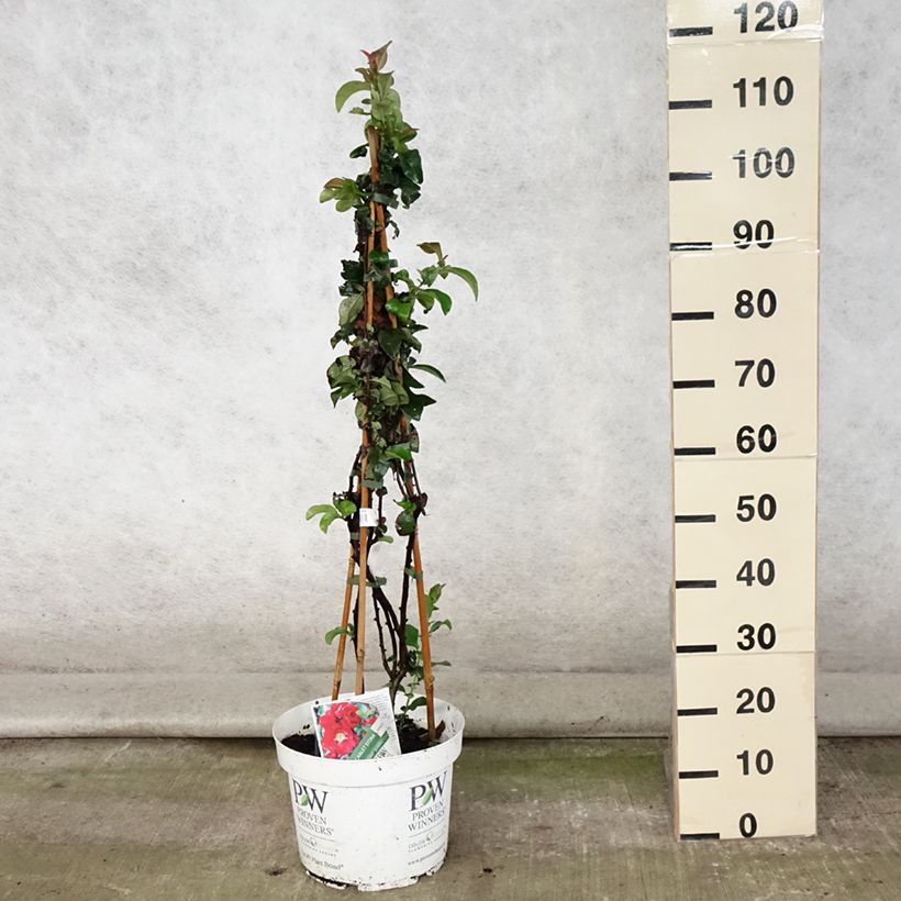 Amostra de Marmeleiro-do-Japão Scarlet Storm Vaso de 7,5 L/10 L tal como entregue no verão