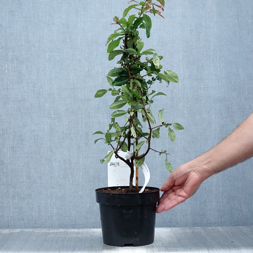 Amostra de Marmeleiro-do-Japão Toyo-Nishiki Vaso de 2 L/3 L tal como entregue no verão