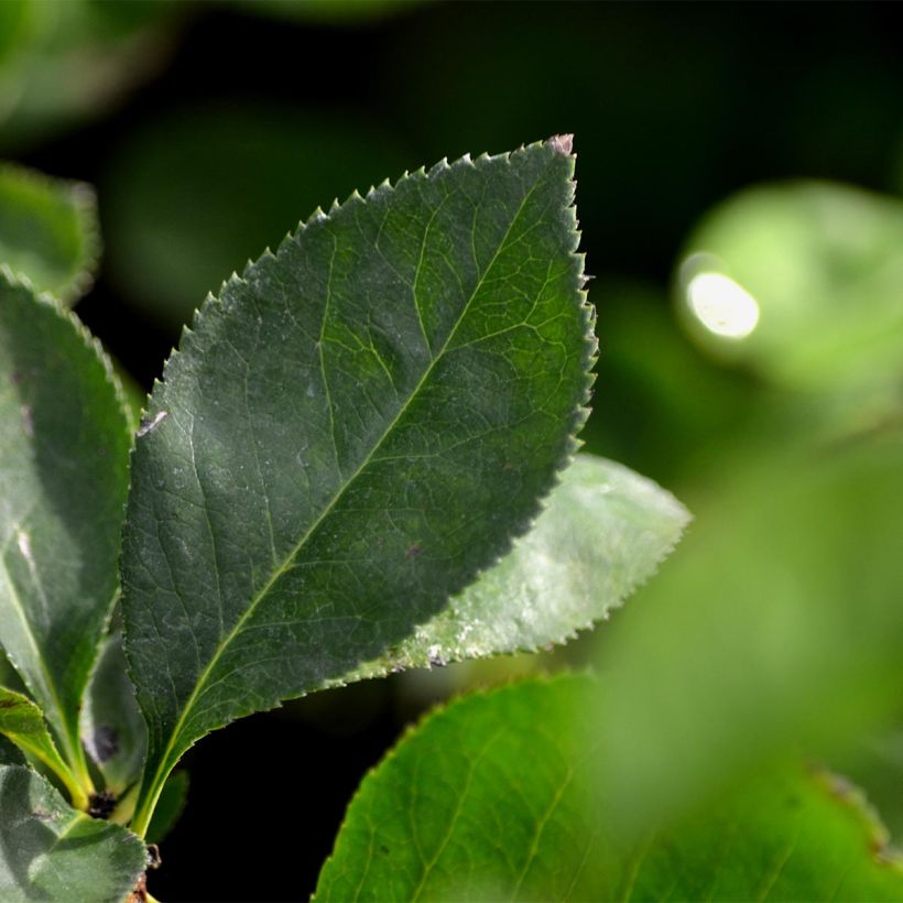 Marmeleiro-do-Japão Nicoline (Folhagem)