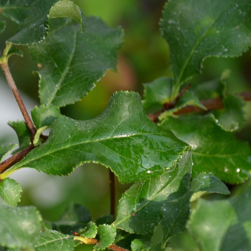 Marmeleiro-do-Japão Red Joy (Folhagem)