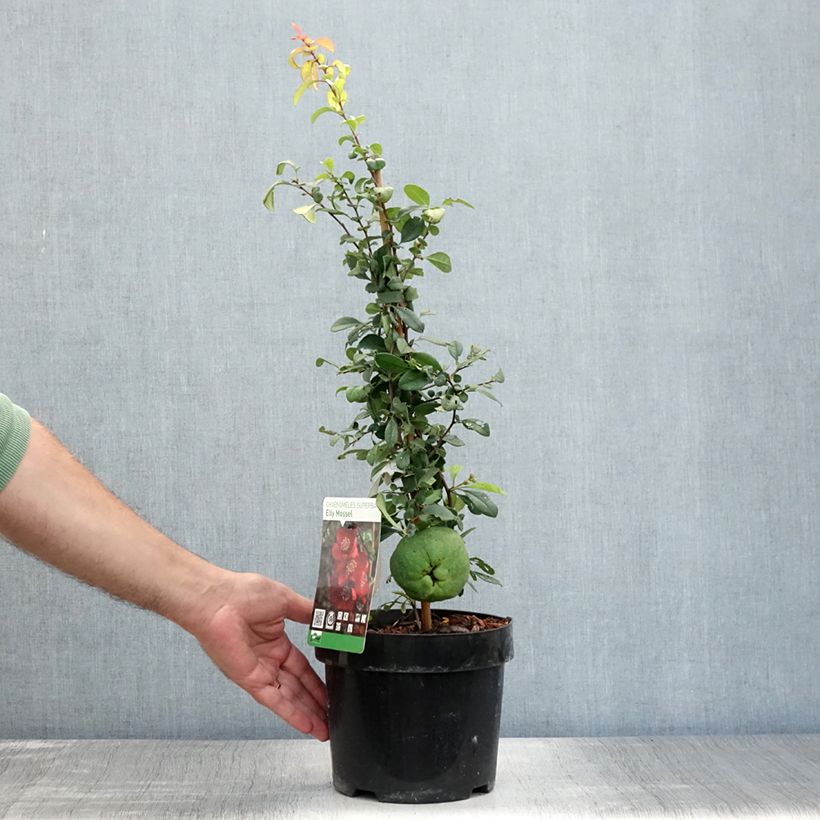Amostra de Marmeleiro-do-Japão Elly Mossel Vaso de 2 L/3 L tal como entregue no verão