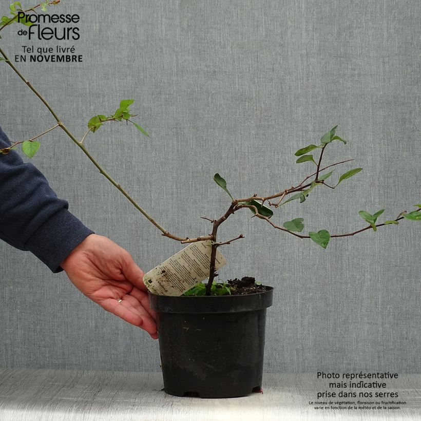 Amostra de Marmeleiro-do-Japão Etna Vaso de 2 L/3 L tal como entregue no outono