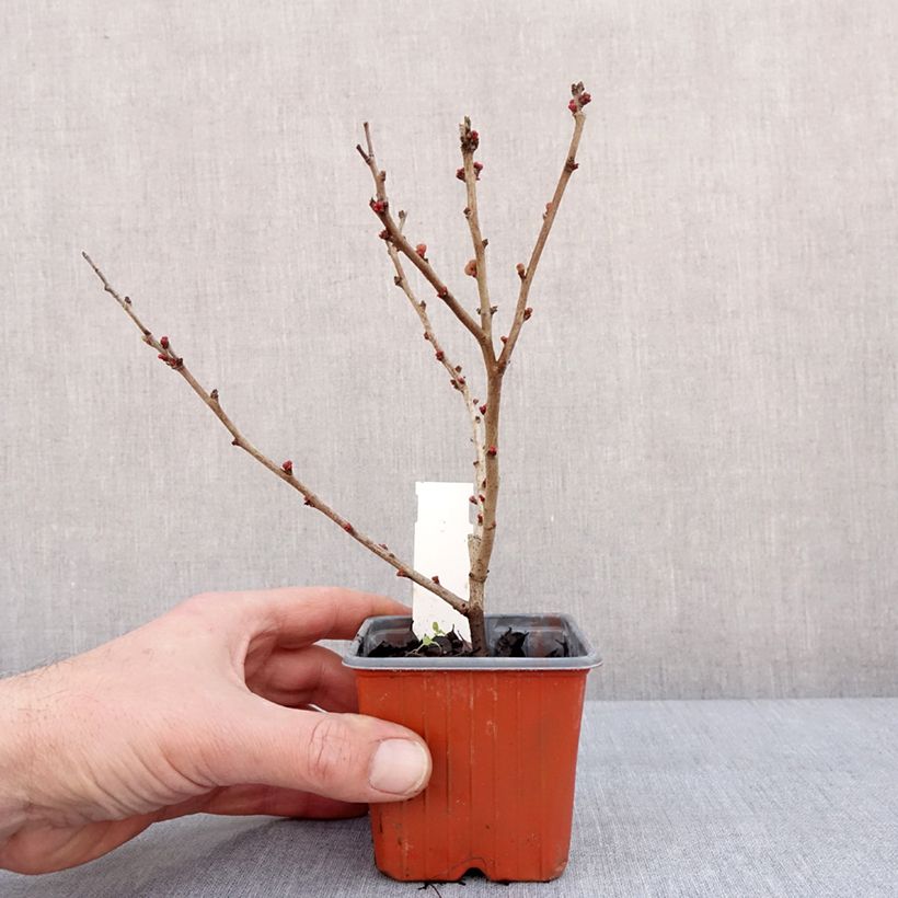 Amostra de Cognassier du Japon - Chaenomeles x superba Salmon Horizon Vaso de 8/9 cm tal como entregue no inverno