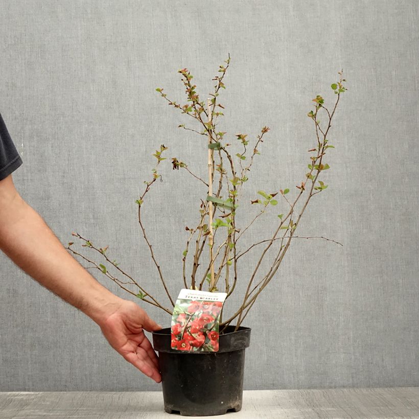Amostra de Marmeleiro-do-Japão Texas Scarlet Vaso de 2 L/3 L tal como entregue no verão
