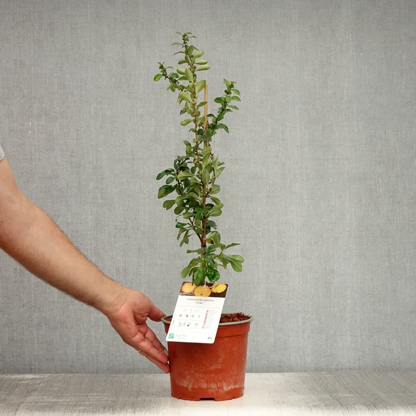 Amostra de Marmeleiro-do-japão Cido - Chaenomeles japonica Vaso de 2 L/3 L tal como entregue no verão