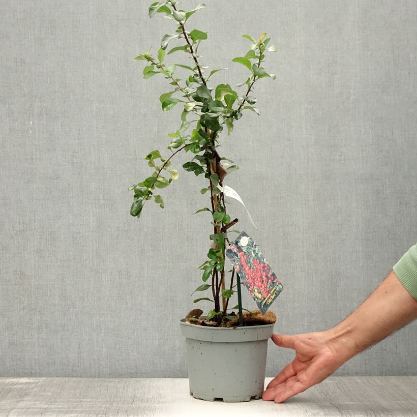 Amostra de Marmeleiro-do-Japão Cido Red - Chaenomeles japonica Vaso de 2 L/3 L, Tufo tal como entregue no verão
