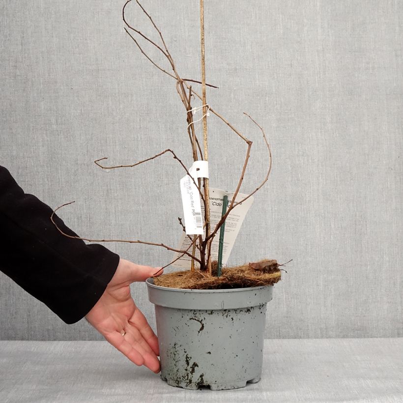 Amostra de Cognassier du Japon Cido Red - Chaenomeles japonica Vaso de 2 L/3 L, Tufo tal como entregue no inverno