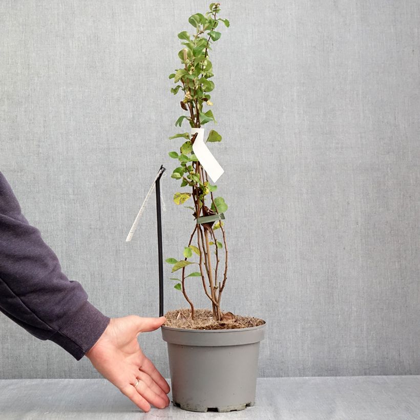 Amostra de Marmeleiro-do-Japão Cido Red - Chaenomeles japonica Vaso de 2 L/3 L, Tufo tal como entregue no outono