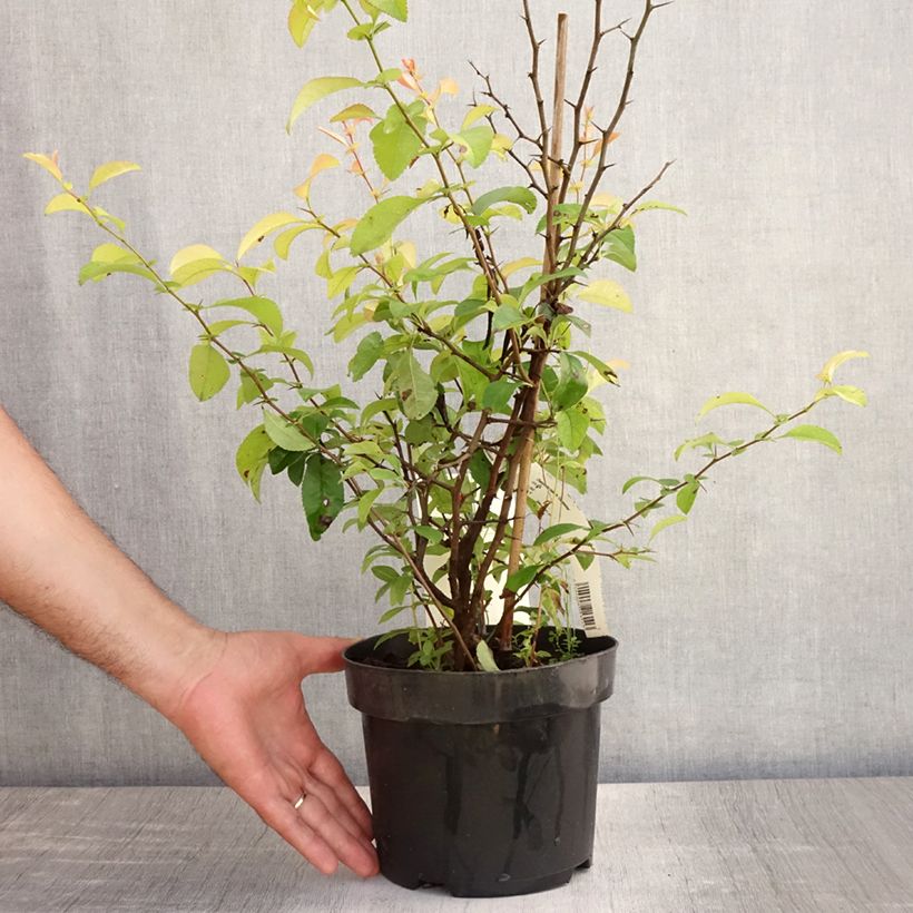 Amostra de Marmeleiro-do-Japão Clementine Vaso de 3 L/4 L tal como entregue no verão