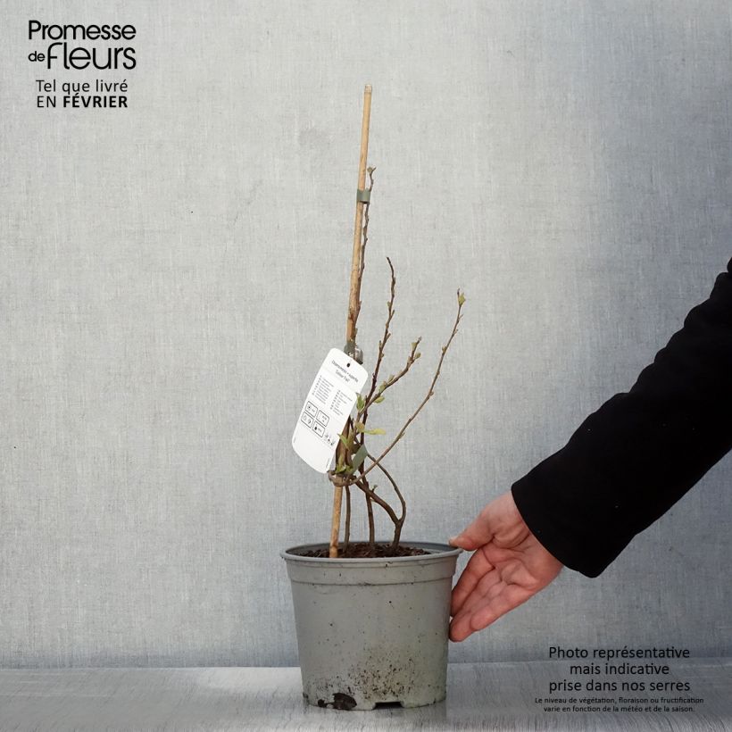 Amostra de Cognassier du Japon Colour Trail - Chaenomeles x superba  Vaso de 3 L/4 L tal como entregue no inverno