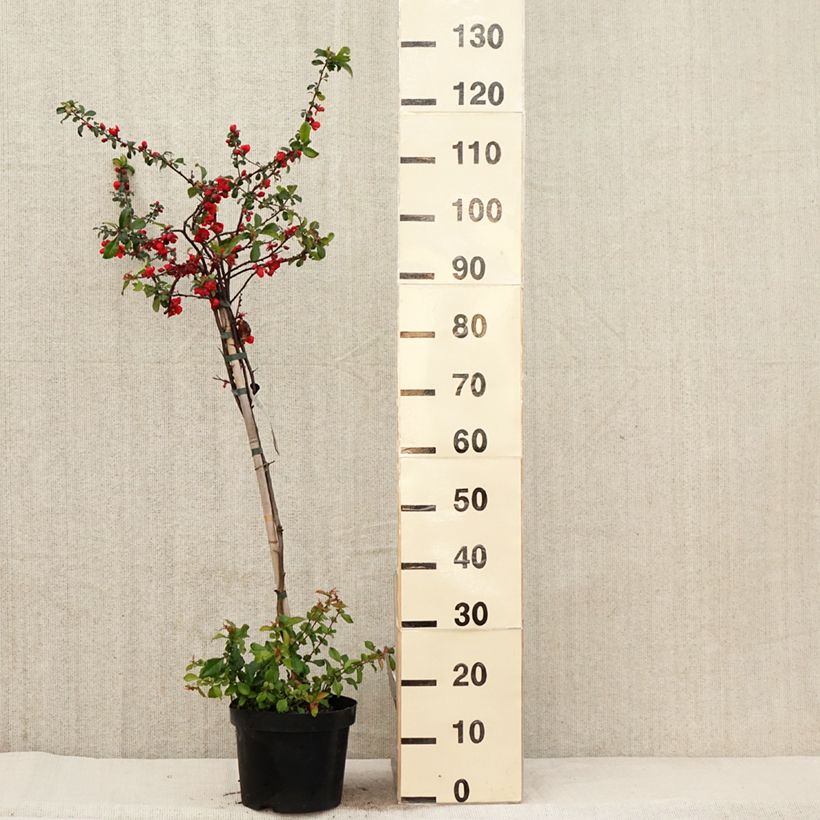 Amostra de Marmeleiro-do-Japão Colour Trail Vaso de 3 L/4 L tal como entregue na primavera