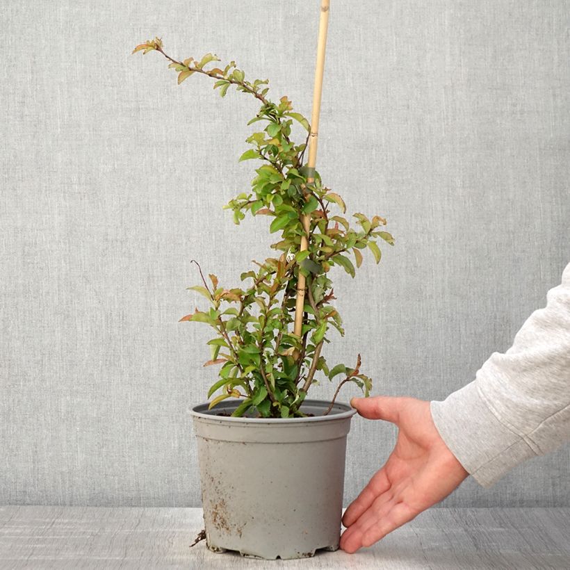 Amostra de Marmeleiro-do-Japão Crimson and Gold Vaso de 4 L/5 L tal como entregue na primavera